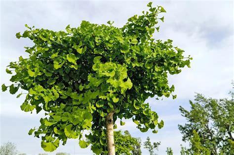 Strom Ginkgo Biloba a jeho vejárovité listy