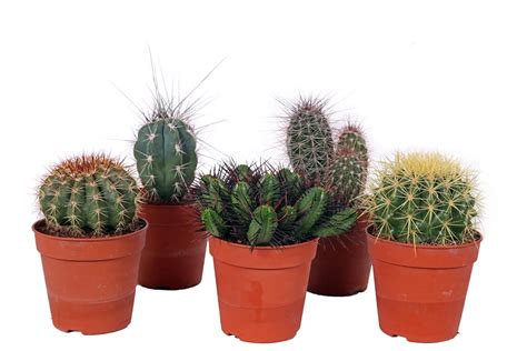 Rôzne druhy bábovkových foriem