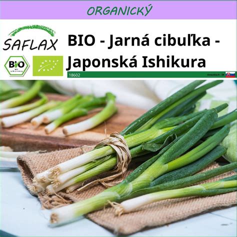 Jarná cibuľka s plackami