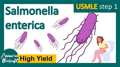 Salmonella v mäse