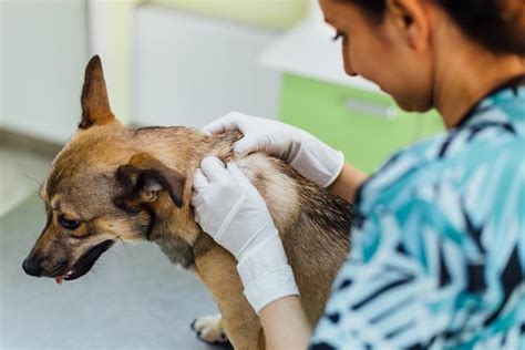 Slovenská veterinárna kontrola