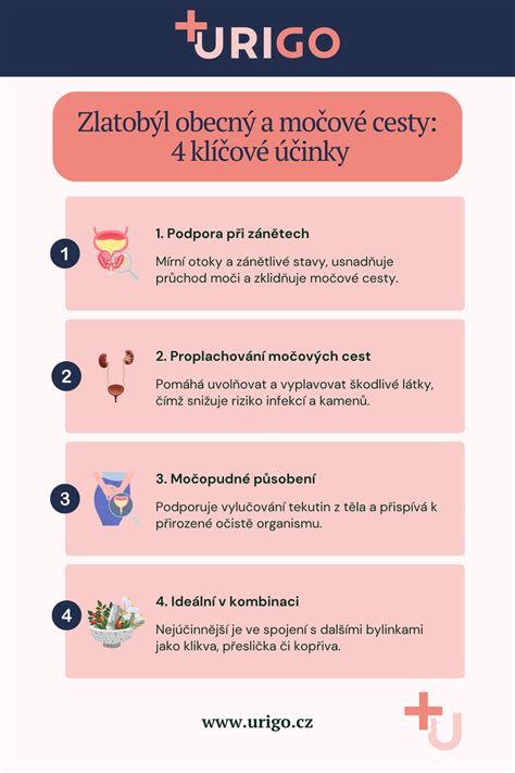 Infografika o prospešných látkach v brusniciach a ich vplyve na močové cesty
