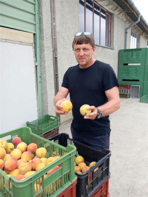 Čerstvo nazbierané broskyne v košíku