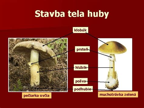 Ilustrácia suchohríbu hnedého s detailmi klobúka a hlúbika