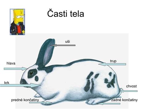 Schéma tela králika