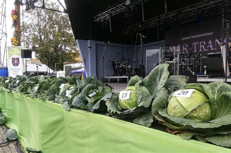 Vrstvenie Kolozsvarskej kapusty
