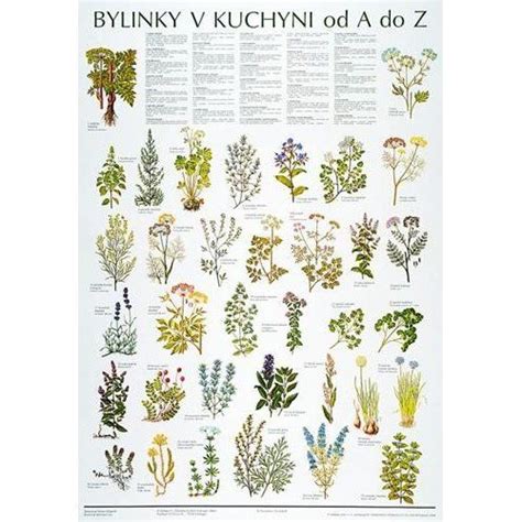 Veda a bylinky - schéma