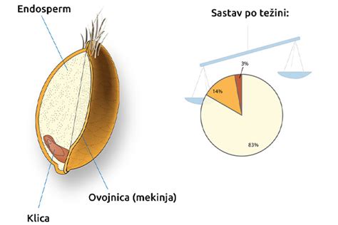 Schéma zloženia celého zrna pšenice