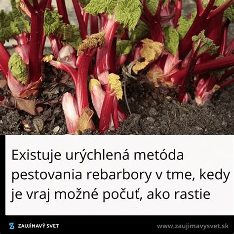 Historická ilustrácia rebarbory a jej pestovania