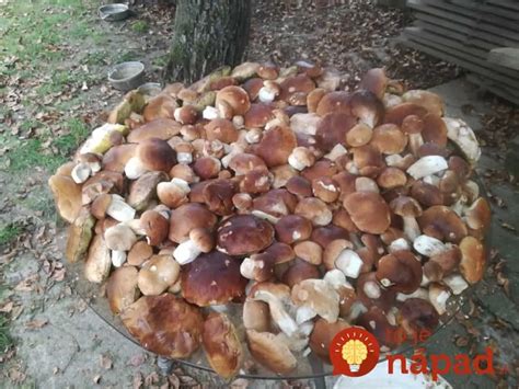 Čerstvé huby pripravené na spracovanie do karbonátkov