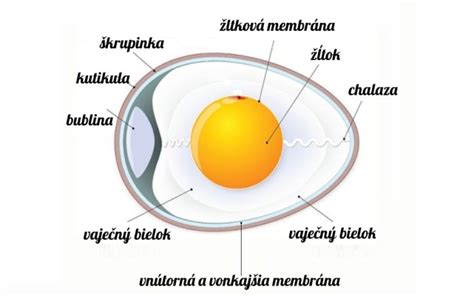 Rozložená mechanická lúpačka vajec ukazujúca jednotlivé časti