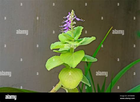 Rymovník (Plectranthus amboinicus)