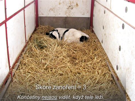 Starostlivosť o teľatá v búdkach