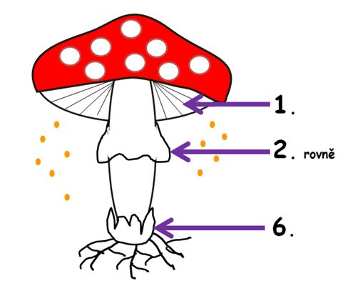Ilustrace houby penízovka sametonohá s popisem jejích částí (klobouk, třeň, lupeny)
