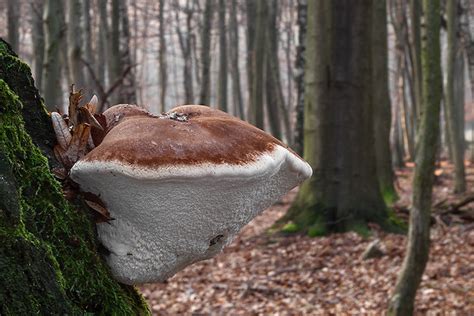 Brezovník obyčajný rastúci na breze