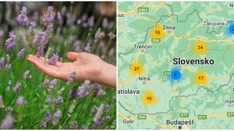 Bylinková infografika: liečivé účinky horca